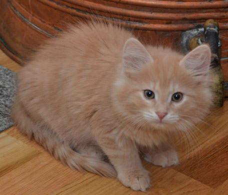 sibirisk kattunge Salazar