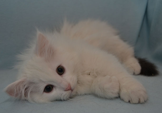 sibirisk kattunge Quorn