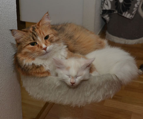 sibirisk katt Dani och Romeo