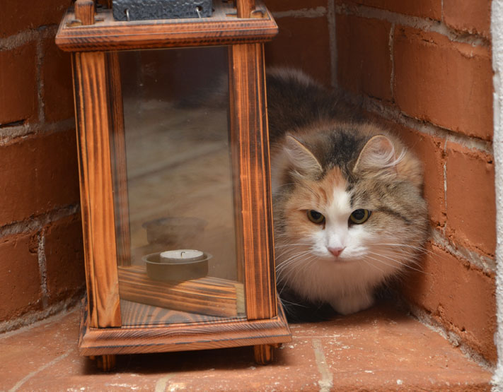 sibirisk katt Colbie