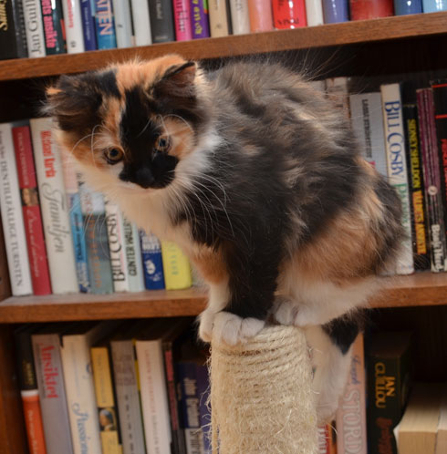 sibirisk kattunge Sidney