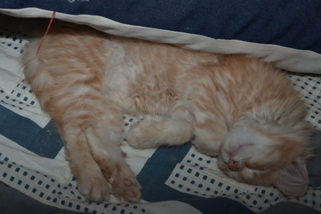 sibirisk kattunge Salazar