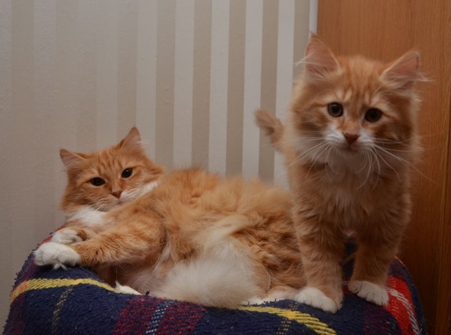 Sibirisk katt mor Queeni och sonen Sirius