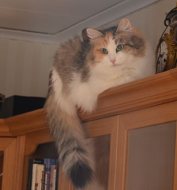 sibirisk katt Colbie