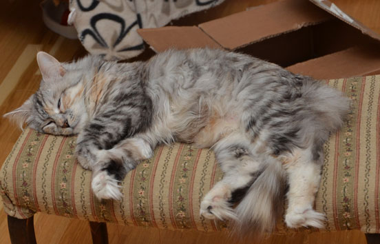 sibirisk katt Zinnie