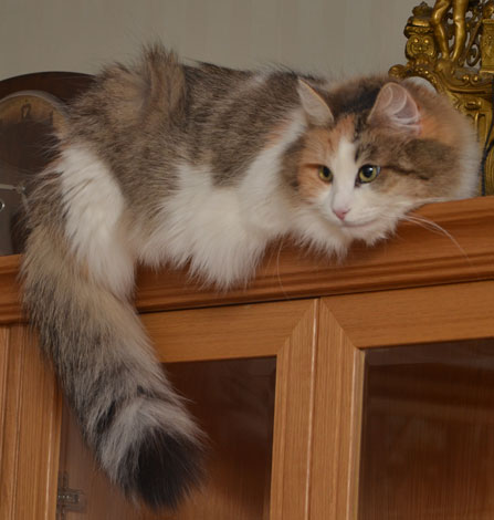 sibirisk katt Colbie