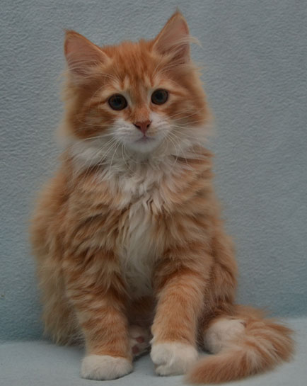 sibirisk kattunge Sirius