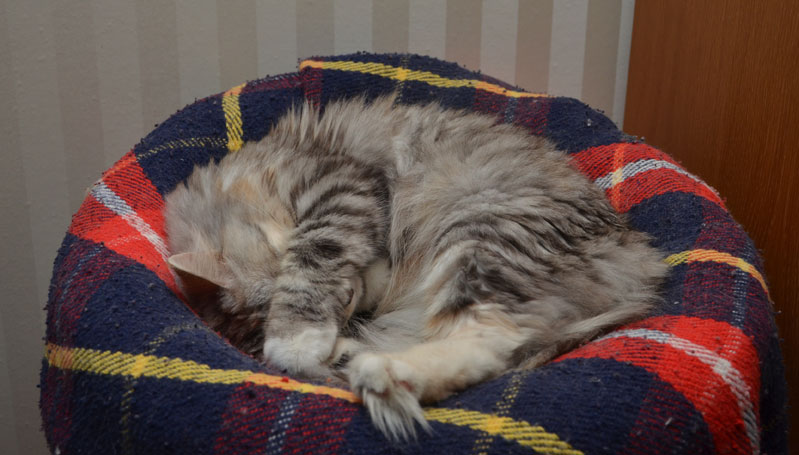 sibirisk katt Zinnie
