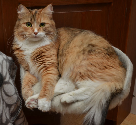 sibirisk katt Dani