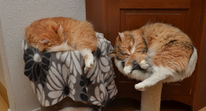 sibirisk katt Queeni och Dani