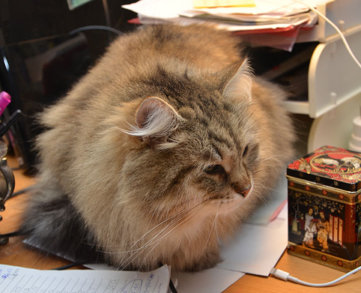 sibirisk katt Gabbie