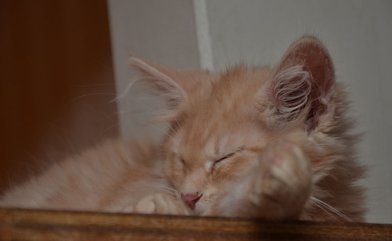sibirisk katt Salazar