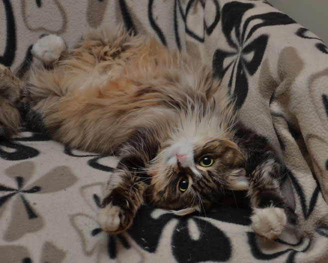 sibirisk katt Mitzi