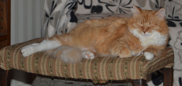 vikt på katt vikt på katt