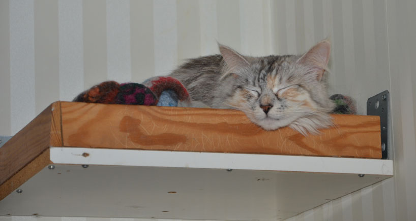 sibirisk katt Zinnie