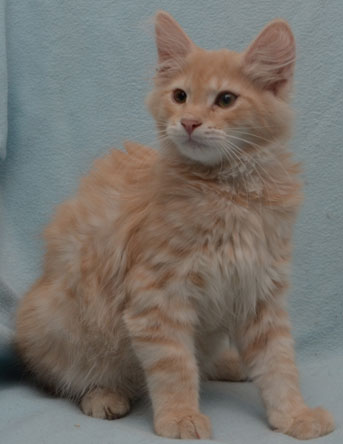 sibirisk kattunge Salazar
