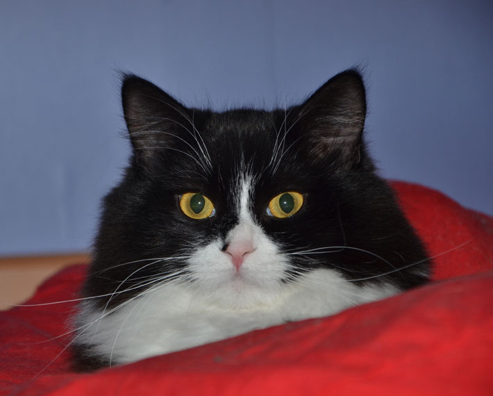 sibirisk katt Olea