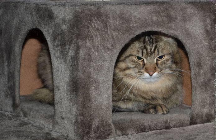 sibirisk katt Crux