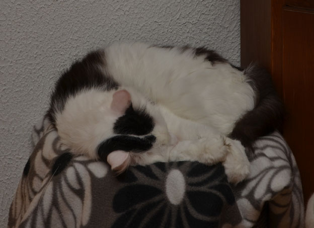 sibirisk katt Junior