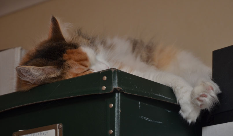 sibirisk katt Colbie