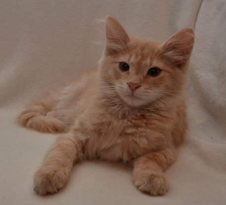 sibirisk kattunge Salazar