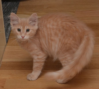 sibirisk kattunge Salazar