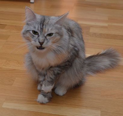 sibirisk katt Zinnie