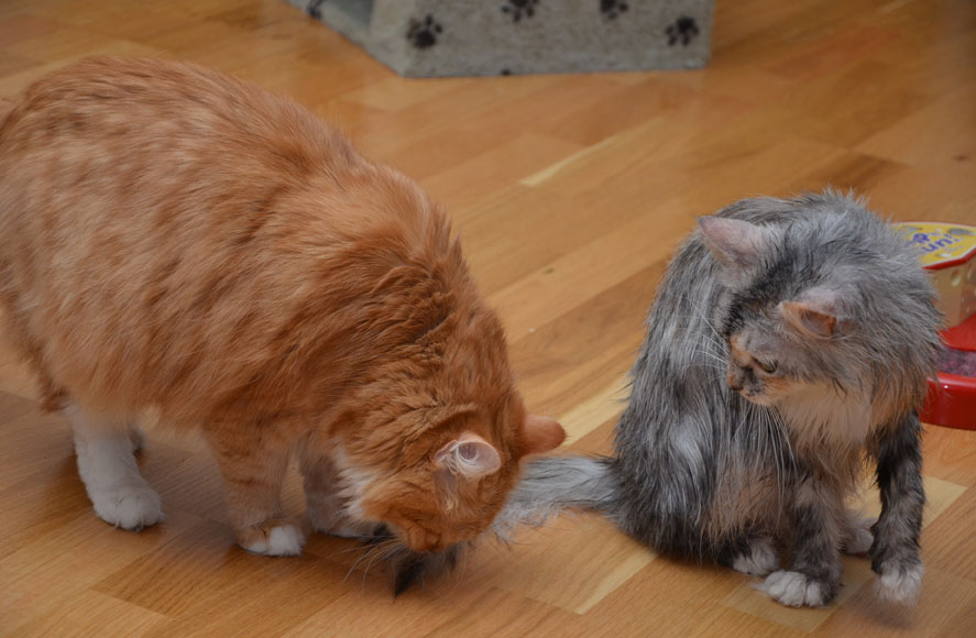 sibirisk katt Queeni och Zinnie