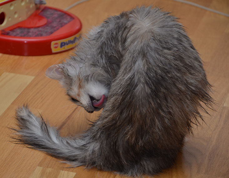 sibirisk katt Zinnie