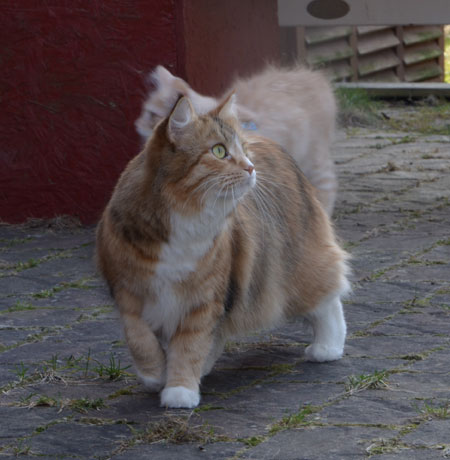 sibirisk katt Dani