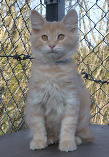 sibirisk kattunge Salazar