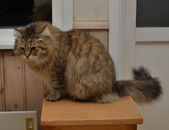 sibirisk katt Gabbie