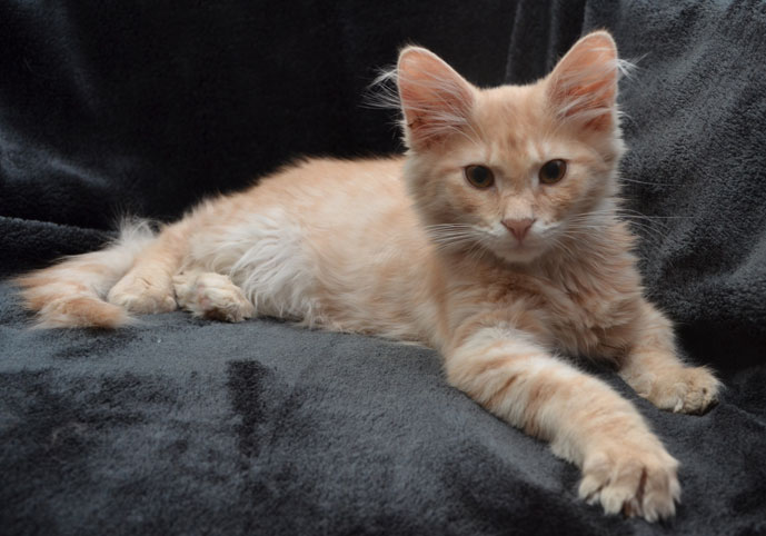 Sibirisk kattunge Salazar