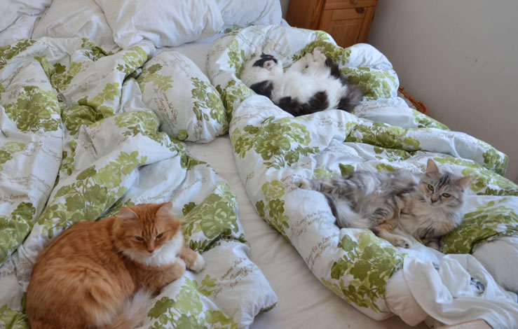 sibirisk katt