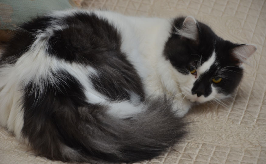 sibirisk katt Silver