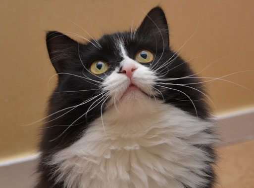 sibirisk katt Olea