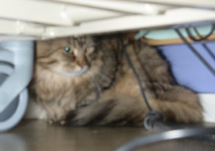 sibirisk katt Crux
