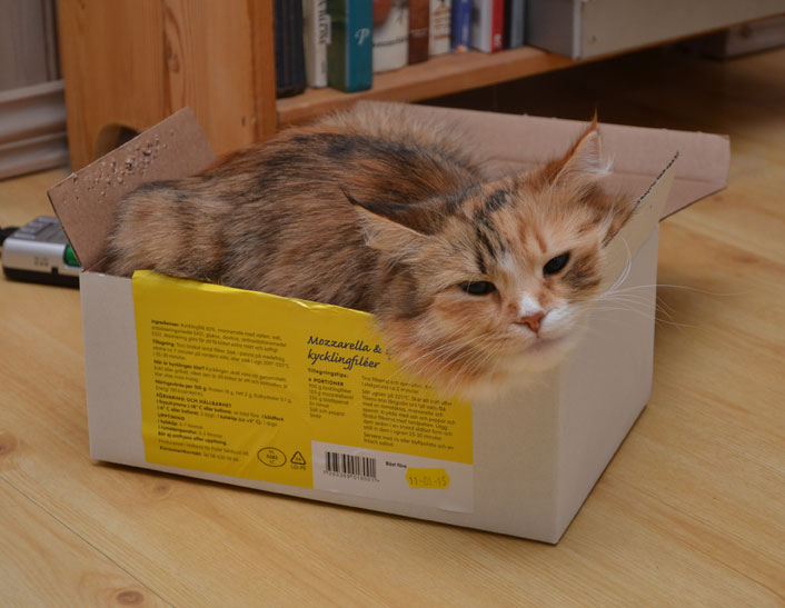 sibirisk katt 2014