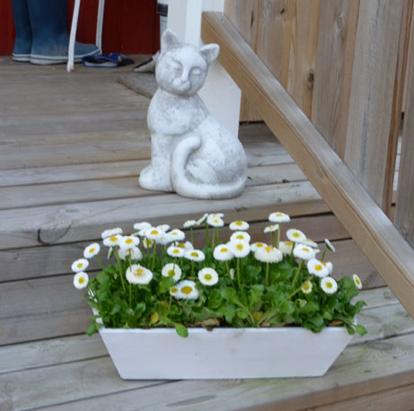 Blommor