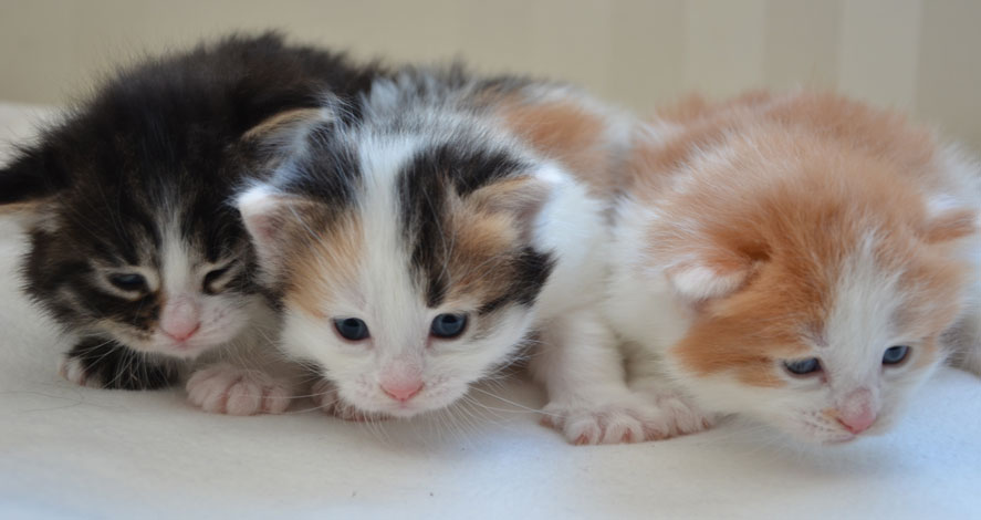 sibirisk kattungar T-kull