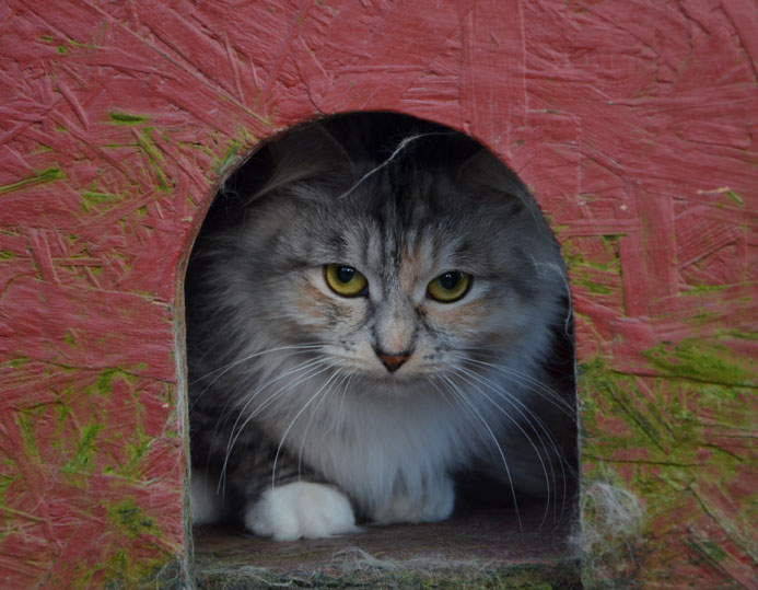 sibirisk katt Zinnie
