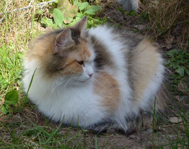 sibirisk katt Colbie