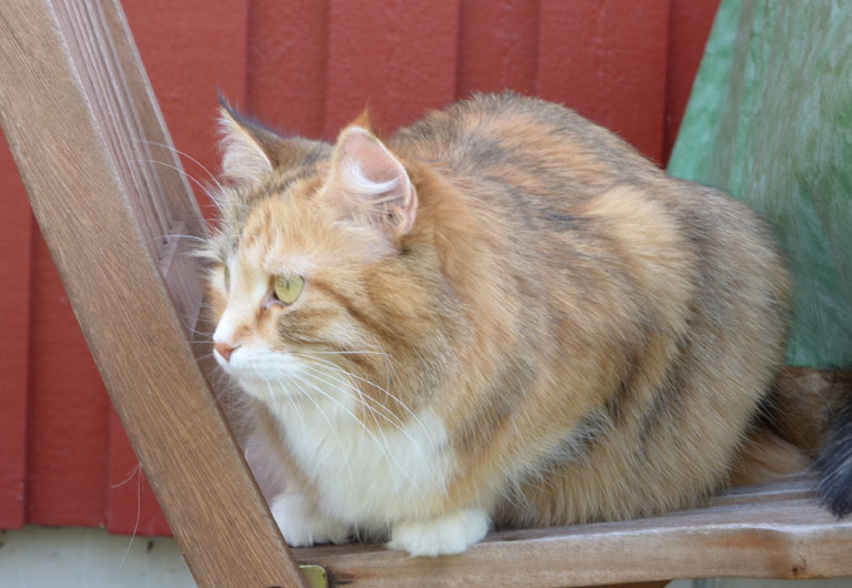 sibirisk katt Dani