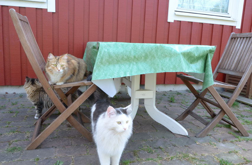 sibirisk katt