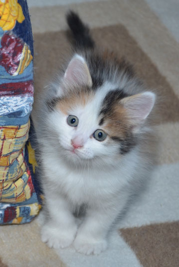 sibirisk kattunge Tracie