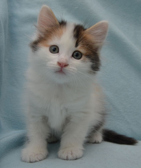 sibirisk kattunge Tracie