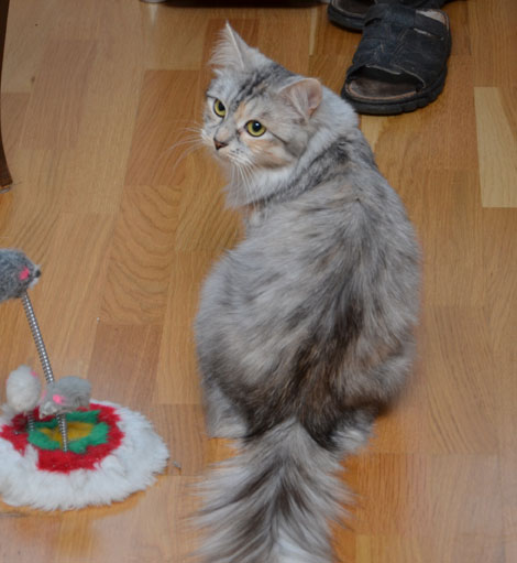 sibirisk katt Zinnie