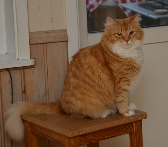 Sibirisk katt Queeni