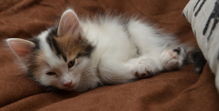 sibirisk kattunge Tracie