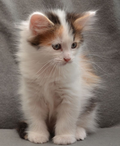 sibirisk kattunge Tracie